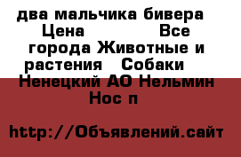 два мальчика бивера › Цена ­ 19 000 - Все города Животные и растения » Собаки   . Ненецкий АО,Нельмин Нос п.